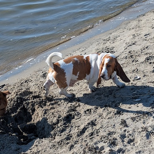 Dog on the beach