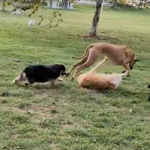 dogs wrestling