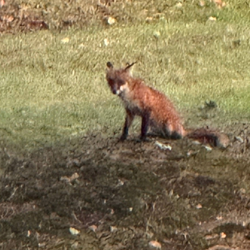 fox