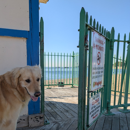 open gate with dog.