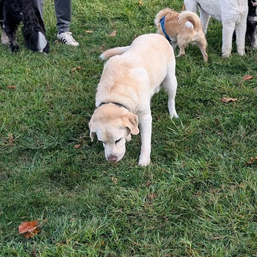 toby sniffing.