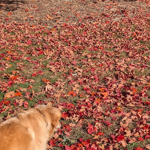 Ball in Leaves.