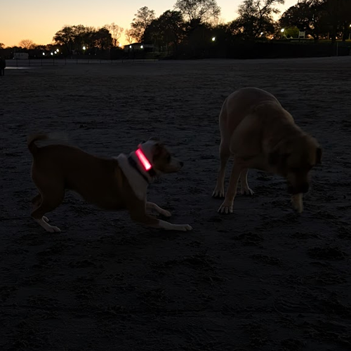 Dog on the beach