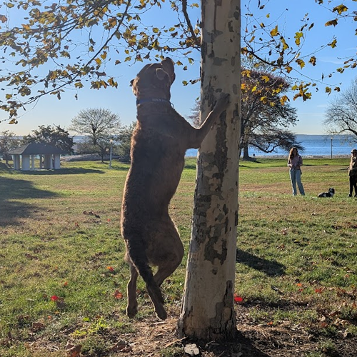 dog jumping next to a tree