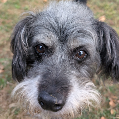 cute dog with big wiskers