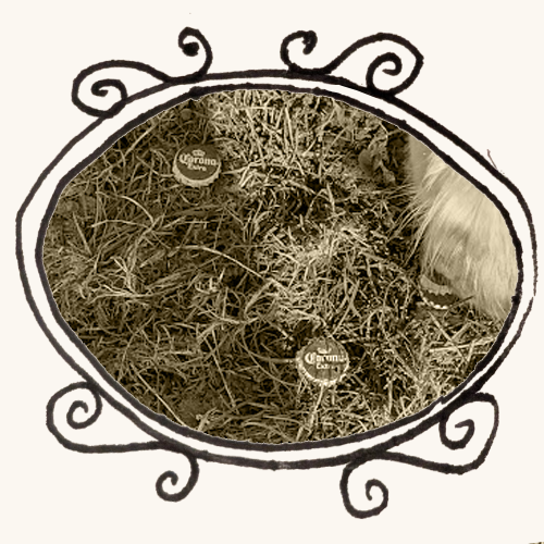 dog sniffing beer cap