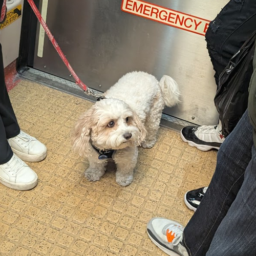 dog on metro north train