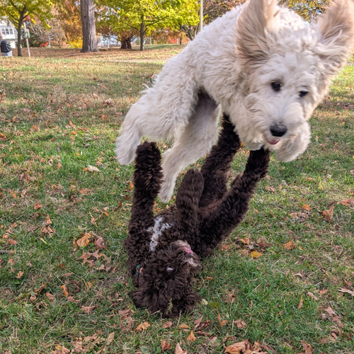 Dogs wrestling
