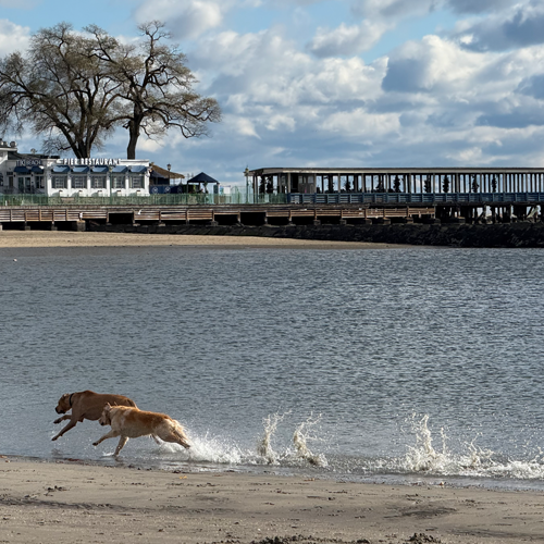 dogs running down beach
