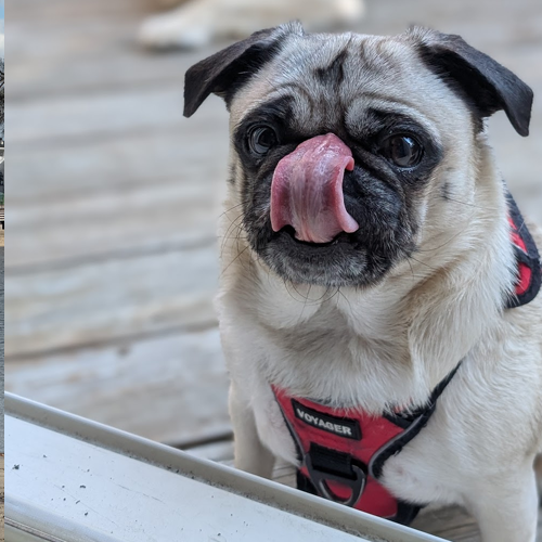 cute dog with big wiskers