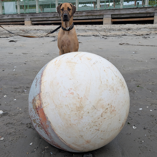 dog with big ball