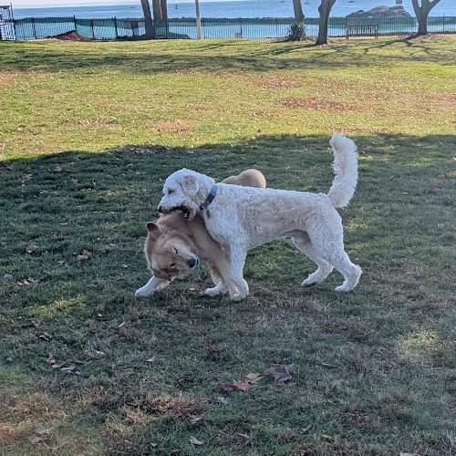 boone and roscoe