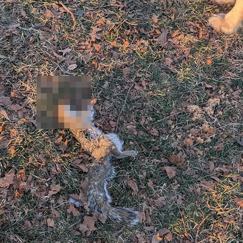 dead squirrel