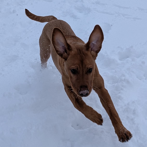a small dog in the snow named penny.
