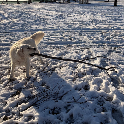 Dog holding stick