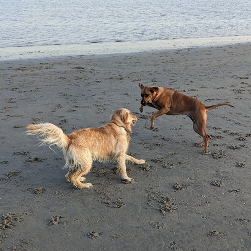 dogs on the beach