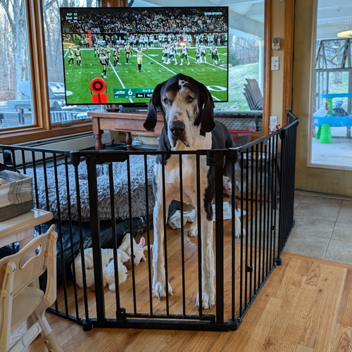 big dog behind a small fence in the living room.