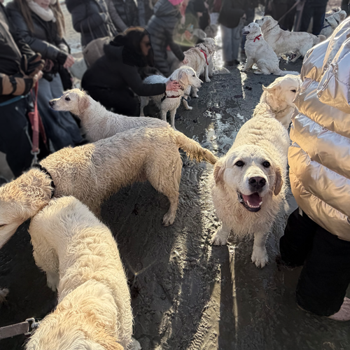 many dogs that look the same.