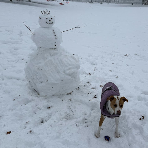 dog near snowman.