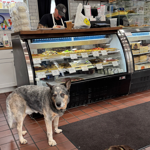 bloo goes to the store