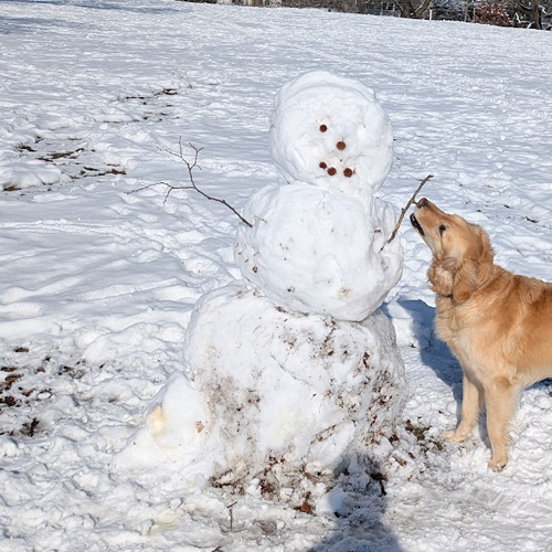dog grabs the arm of a snow man
