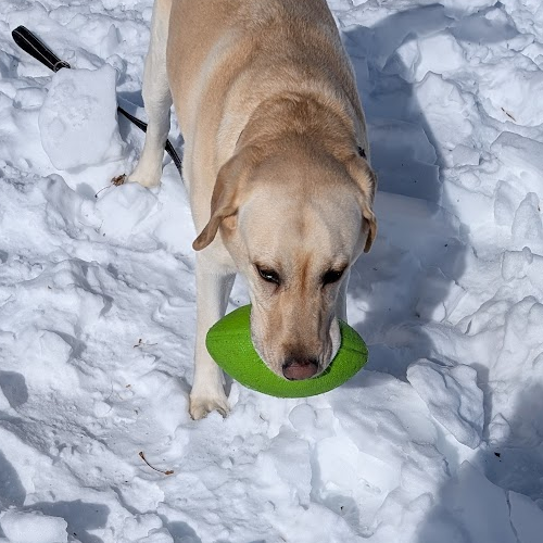 teddy has a greene football in his mouth.