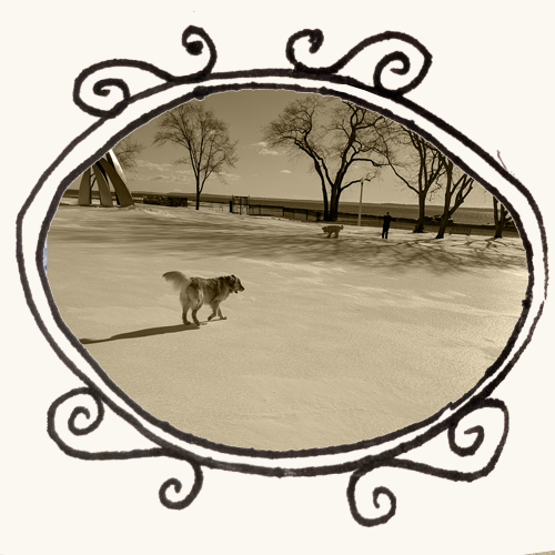 dog on snow