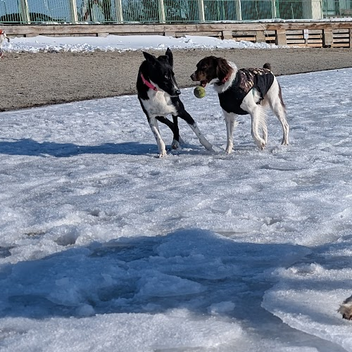 Dog dropping ball