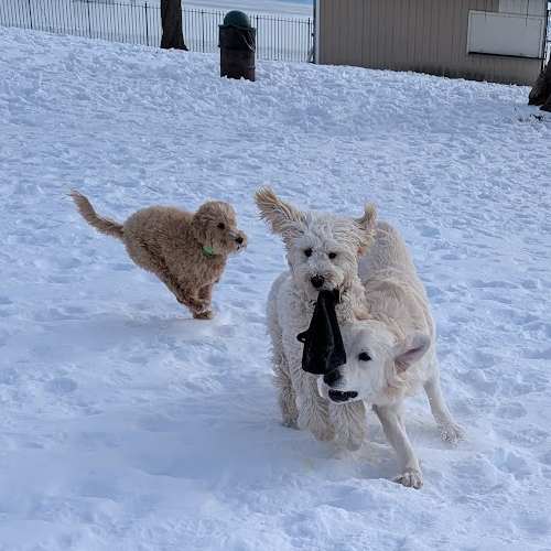 dogs running with hat