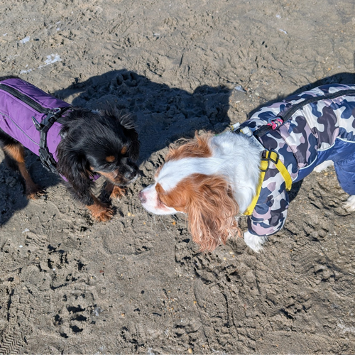 Two dogs in coats.