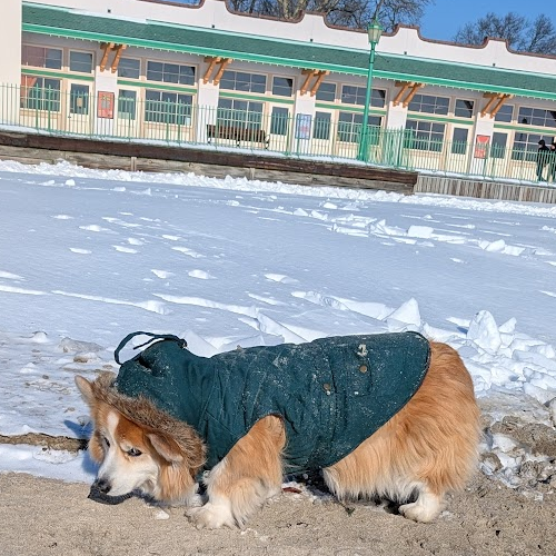 dog on the beach smelling something.