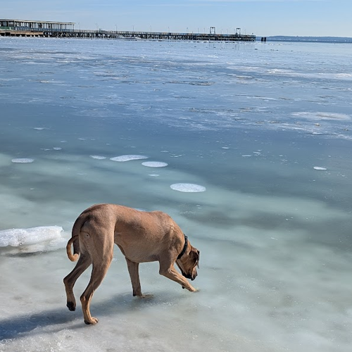 dog on thin ice.