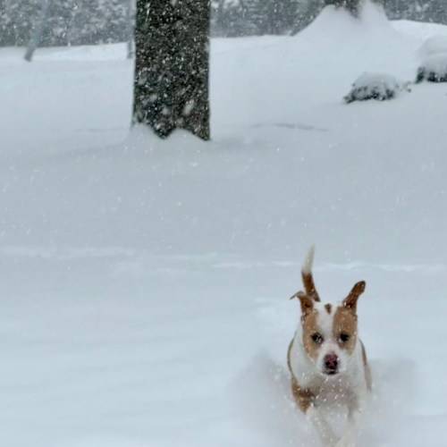 dog runs through snow