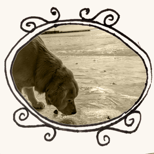 dog on snow