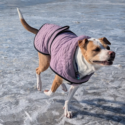 dog running on the ice