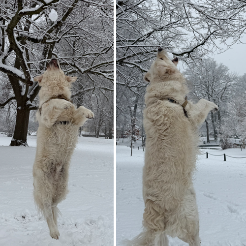 Dog catching ball