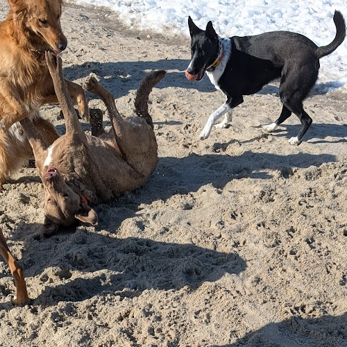 dogs running with hat