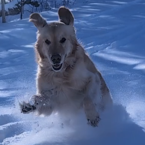 dog running in the snow with ears flopping