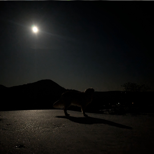 dog at night.