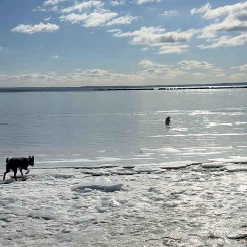 dog climbing out of the ice
