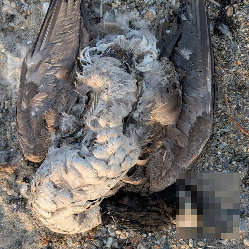 dead goose