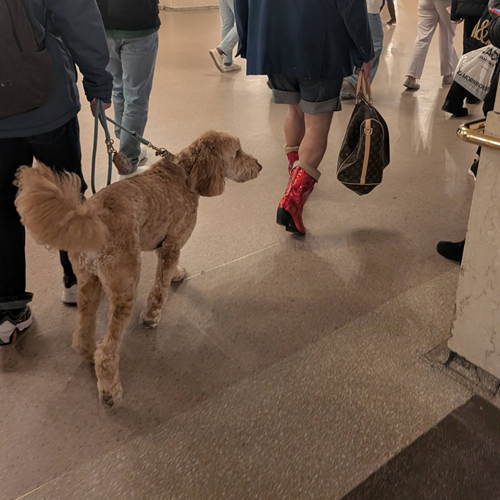 dog in Grand Central