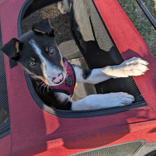 Young puppy does not have a name yet.