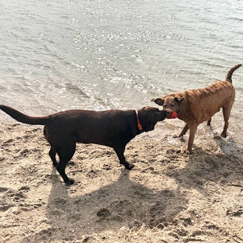 Dogs playing tug of war with balls