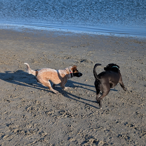 dogs running on the beach