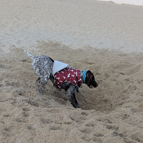 Dog in a coat in a hole.
