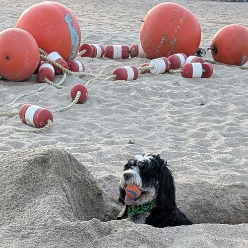 dog in a hole.