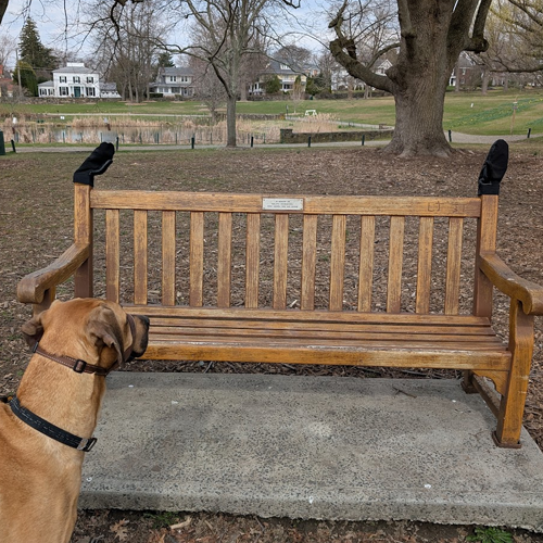 dog looking at mittens