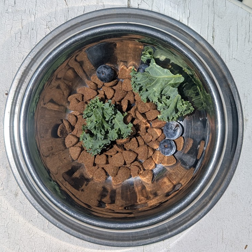 Dog food in a bowl.