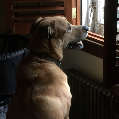 Two dogs looking at each other.